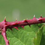 Rubus braeuckeri - Bräucker-Brombeere