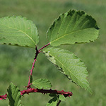 Rubus braeuckeri - Bräucker-Brombeere