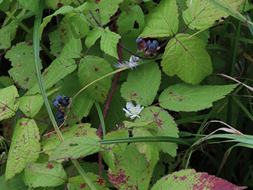 Rubus caesius