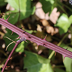 Rubus elegantispinosus - Schlankstachlige Brombeere