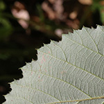 Rubus elegantispinosus - Schlankstachlige Brombeere