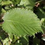 Rubus elegantispinosus - Schlankstachlige Brombeere