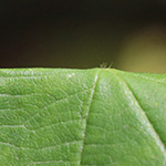 Rubus elegantispinosus - Schlankstachlige Brombeere