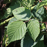 Rubus foliosus - Blattreiche Brombeere