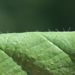 Rubus foliosus - Blattreiche Brombeere