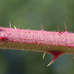 Rubus foliosus - Blattreiche Brombeere