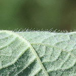 Rubus foliosus - Blattreiche Brombeere