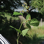 Rubus foliosus - Blattreiche Brombeere