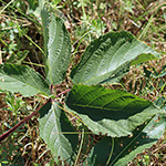 Rubus ignoratus - Unerkannte Brombeere