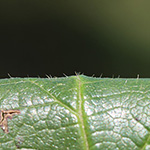 Rubus ignoratus - Unerkannte Brombeere
