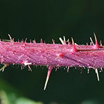 Rubus ignoratus - Unerkannte Brombeere