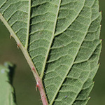 Rubus ignoratus - Unerkannte Brombeere
