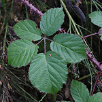 Rubus klimmekianus - Klimmek-Brombeere