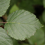 Rubus klimmekianus - Klimmek-Brombeere