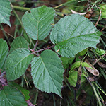 Rubus klimmekianus - Klimmek-Brombeere