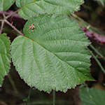 Rubus klimmekianus - Klimmek-Brombeere