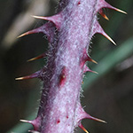 Rubus klimmekianus - Klimmek-Brombeere