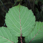 Rubus klimmekianus - Klimmek-Brombeere