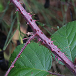 Rubus klimmekianus - Klimmek-Brombeere
