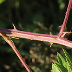 Rubus laciniatus - Schlitzblättrige Brombeere