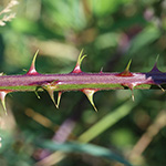 Rubus langei - Lange-Brombeere 