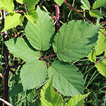 Rubus langei - Lange-Brombeere 