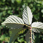 Rubus langei - Lange-Brombeere 
