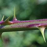 Rubus langei - Lange-Brombeere 