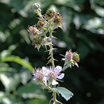 Rubus langei - Lange-Brombeere 
