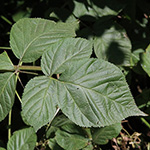 Rubus nessensis - Halbaufrechte Brombeere