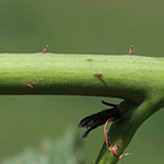 Rubus nessensis - Halbaufrechte Brombeere