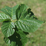 Rubus nessensis - Halbaufrechte Brombeere
