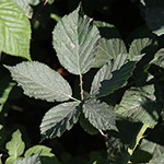 Rubus platyacanthus - Breitstachelige Brombeere