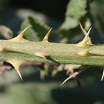 Rubus platyacanthus - Breitstachelige Brombeere