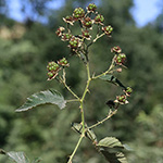 Rubus platyacanthus - Breitstachelige Brombeere