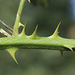 Rubus platyacanthus - Breitstachelige Brombeere