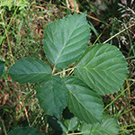Rubus plicatus - Falten-Brombeere