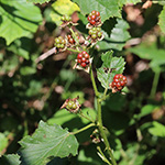 Rubus plicatus - Falten-Brombeere