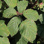 Rubus spina-curva - Kreidige Brombeere
