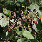 Rubus spina-curva - Kreidige Brombeere