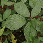 Rubus sprengelii - Sprengels Brombeere