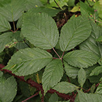 Rubus sprengelii - Sprengels Brombeere