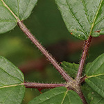 Rubus sprengelii - Sprengels Brombeere