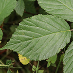 Rubus sprengelii - Sprengels Brombeere
