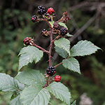 Rubus wirtgenii - Schmuck-Brombeere