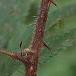 Rubus wirtgenii - Schmuck-Brombeere