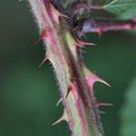 Rubus wirtgenii - Schmuck-Brombeere