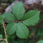 Rubus wirtgenii - Schmuck-Brombeere