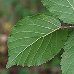 Rubus wirtgenii - Schmuck-Brombeere