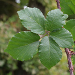 Rubus wirtgenii - Schmuck-Brombeere